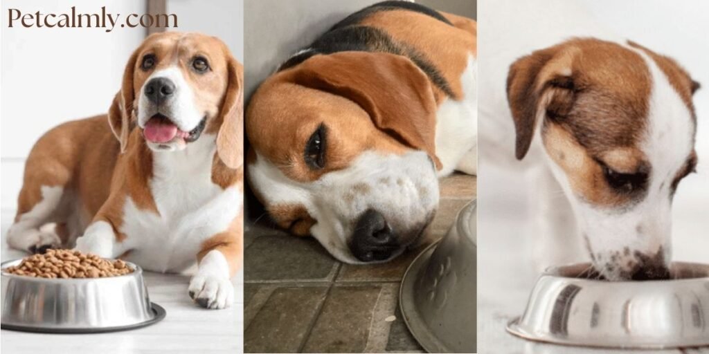 Best Dog Food for Small Breeds with Sensitive Stomachs