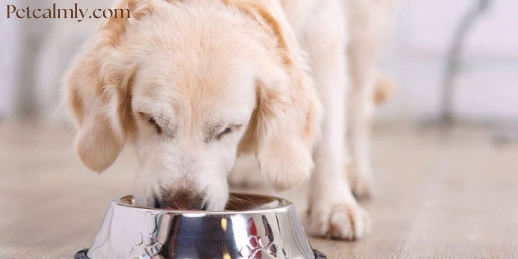 Do Dogs Need More Food in Winter