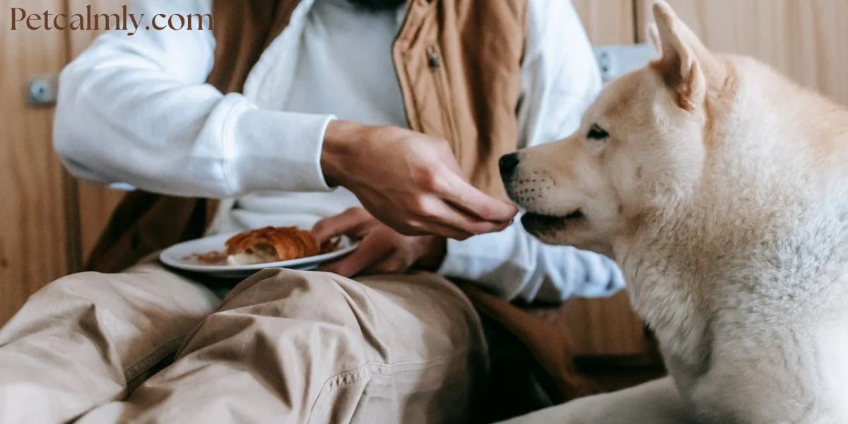 Do Dogs Need More Food in Winter: Cold Weather Feeding Guide