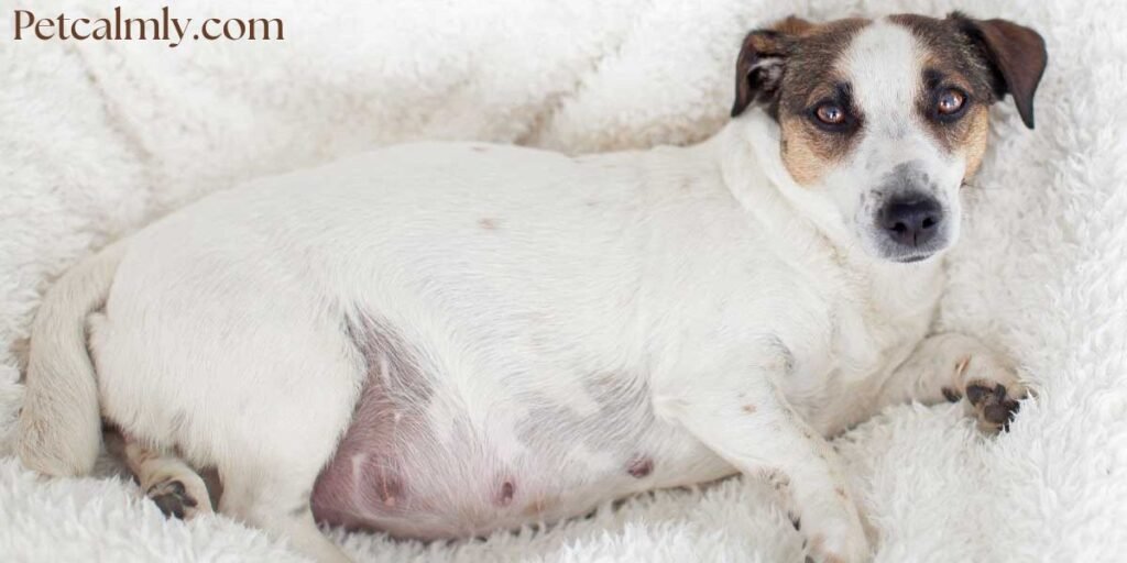 Dog Pregnancy Symptoms Week 1