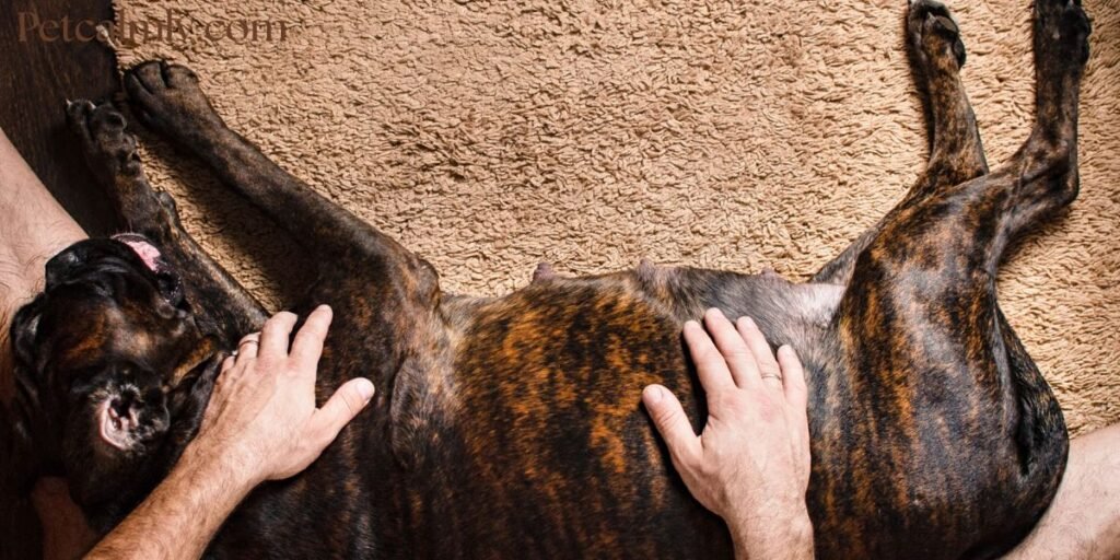 First Signs Your Dog is Pregnant