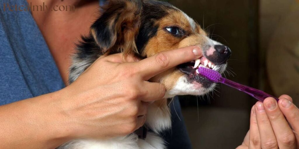How to Brush Dog Teeth When They Refuse