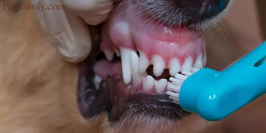 How to Brush Dog Teeth When They Refuse