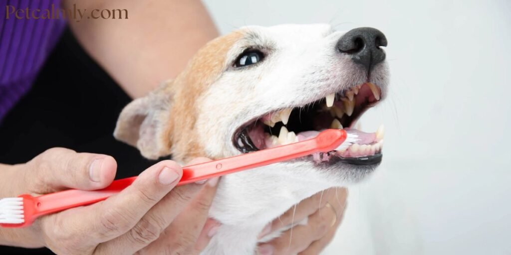 How to Brush Dog Teeth When They Refuse