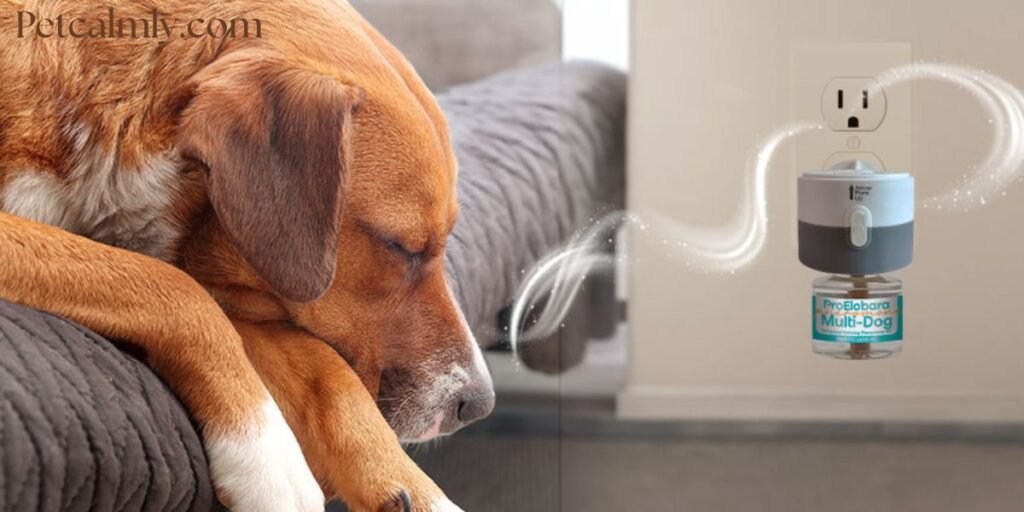 How to Calm Dog Anxiety at Night