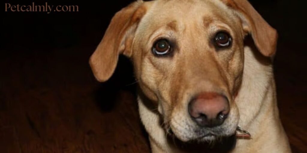 How to Calm Dog Anxiety at Night