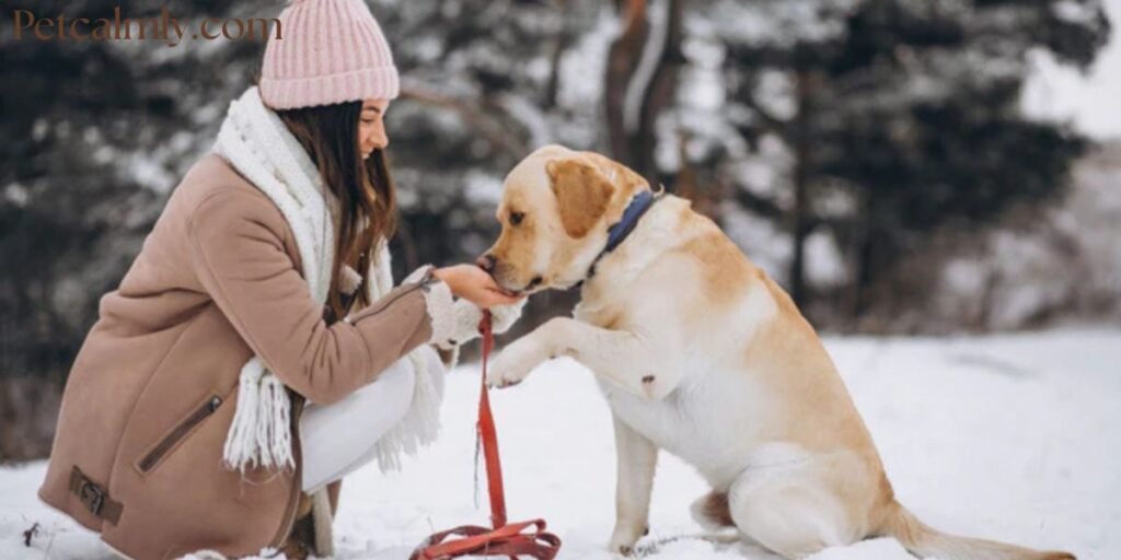 How to Dog Care in Winter Season Dog Care Tips