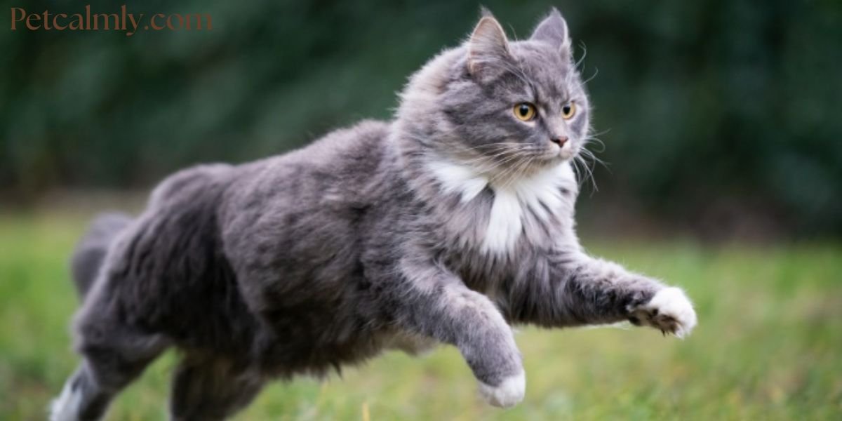 My Cat Always Runs Away From Me: Causes + Solutions