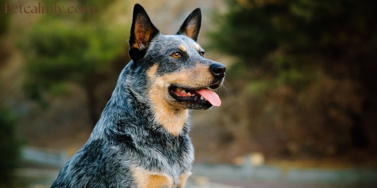 What Dog Breed Has the Most Health Problems: (2026 Guide)