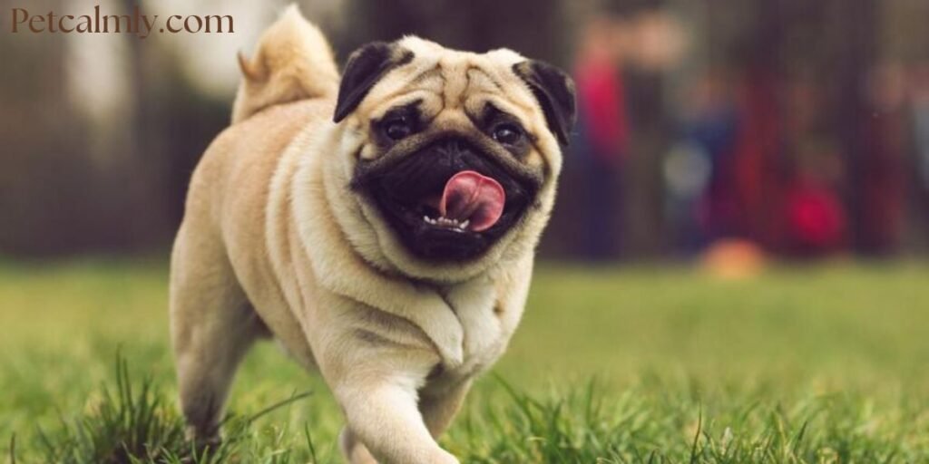 What Dog Breed Has the Most Health Problems