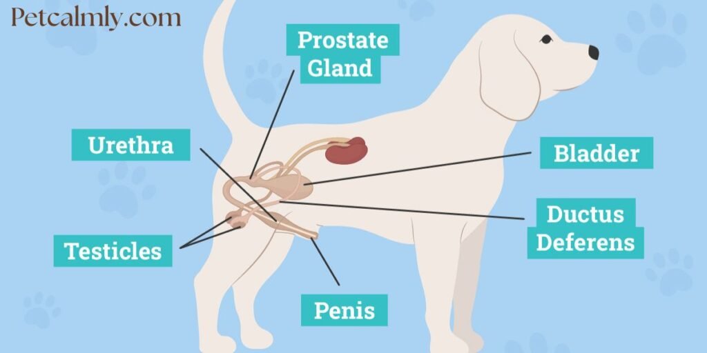 When Dogs Get Stuck Together Is She Pregnant?