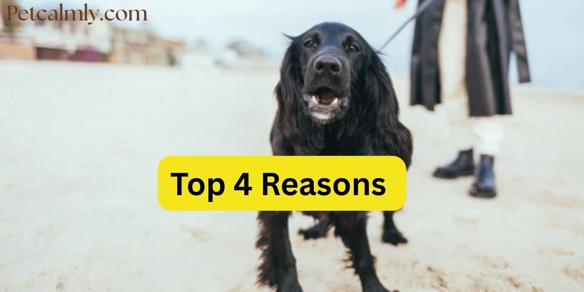 Why Does My Dog Bark At Strangers On Walks: Top 4 Reasons