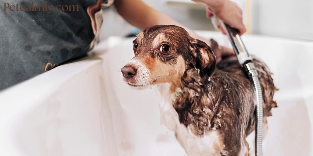 Why Does My Dog Lick His Paws at Night