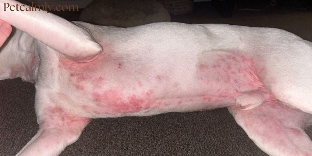 Why Does My Dog Lick His Paws at Night