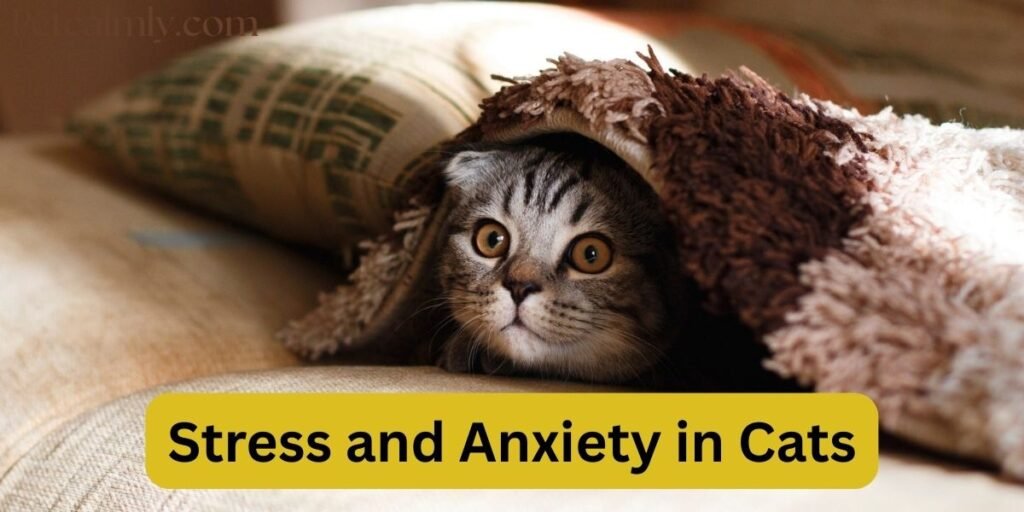 Why Is My Cat Running Away from Me and Hiding