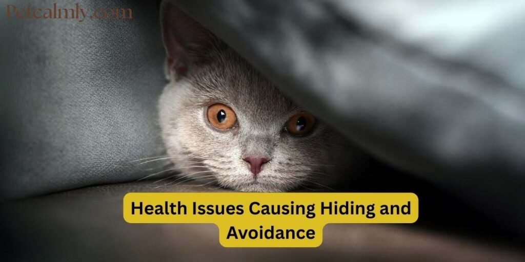 Why Is My Cat Running Away from Me and Hiding