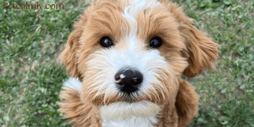 Why Is My Dog Always Hungry Even After Eating