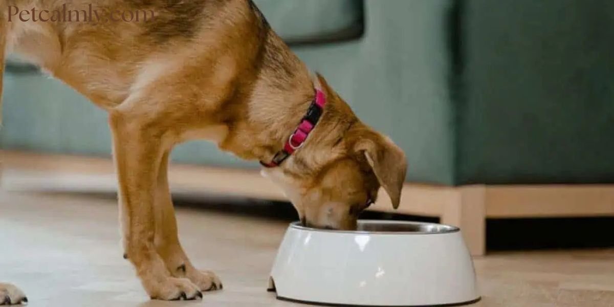 Why Is My Dog Always Hungry Even After Eating