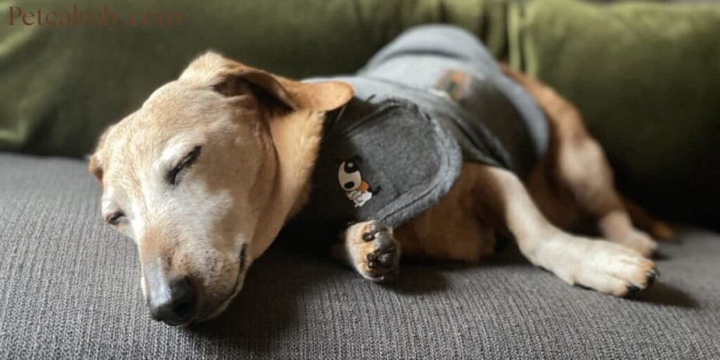 How to Calm an Anxious Dog During a Thunderstorm