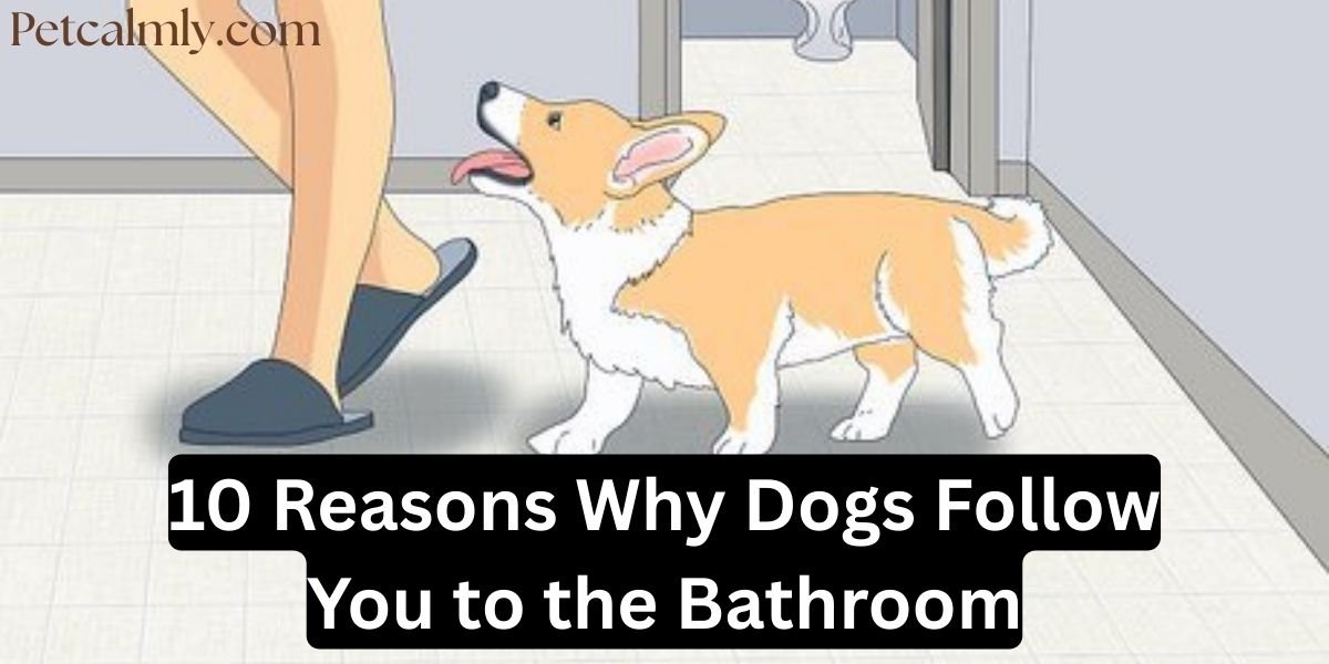 10 Reasons Why Dogs Follow You to the Bathroom (2026)