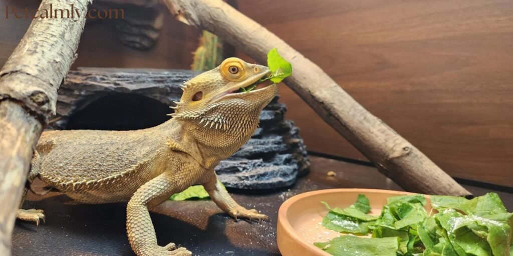 Can Baby Bearded Dragons Eat Cucumber Daily in Summer?