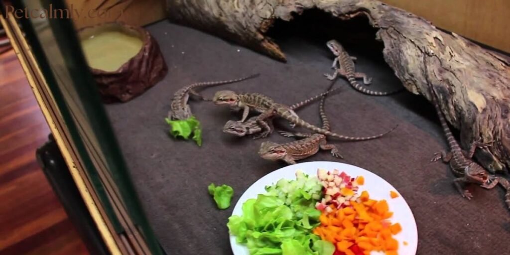 Can Baby Bearded Dragons Eat Cucumber Daily in Summer?