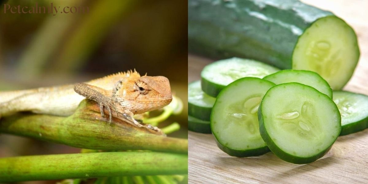 Can Baby Bearded Dragons Eat Cucumber Daily in Summer?