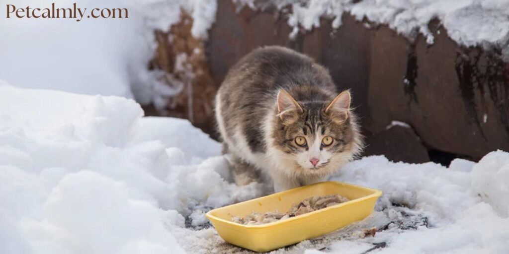 Do Cats Need More Food in Winter