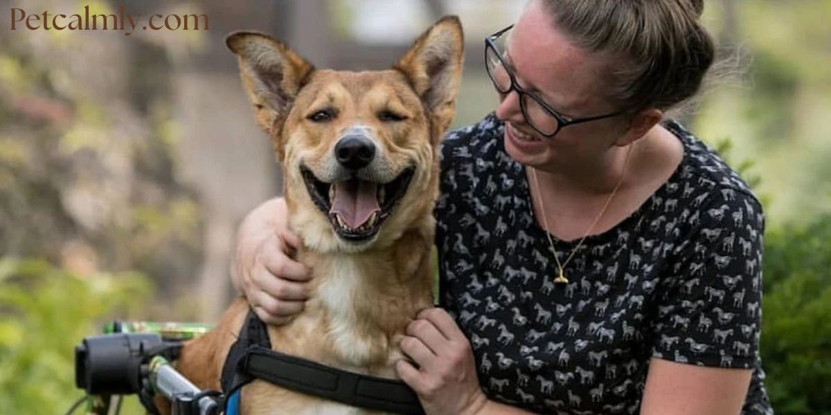 How Do I Become My Dog’s Favorite Person? 6 Tips