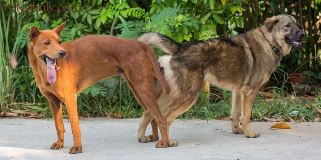 How Long Do Dogs Stay Stuck Together After Mating