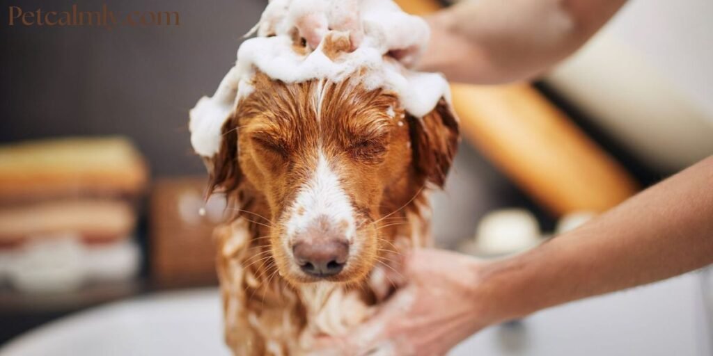 How Often Should I Bathe My Dog in Winter