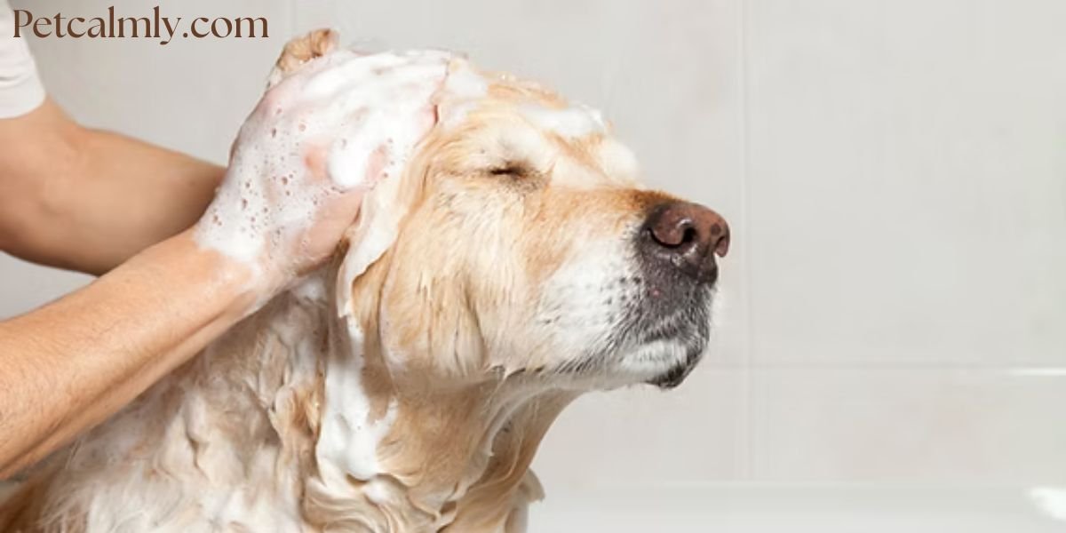 How Often Should I Bathe My Dog with Skin Allergies