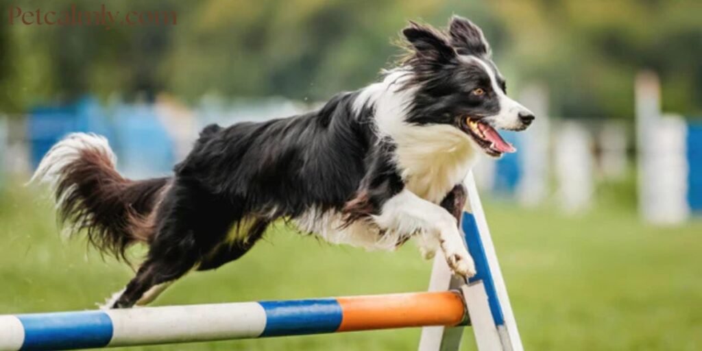 How to Calm a Restless Dog at Night Naturally