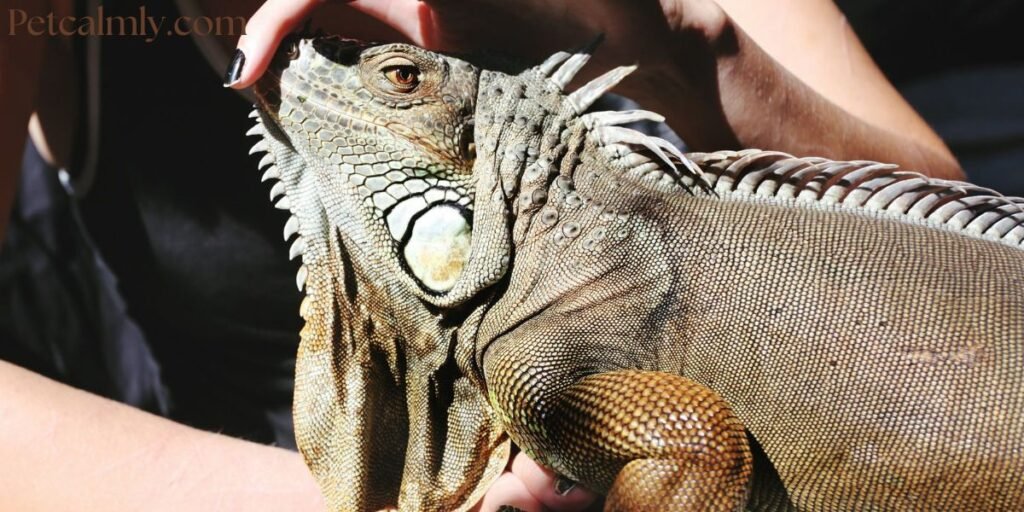 How to Care for Pet Iguana at Home