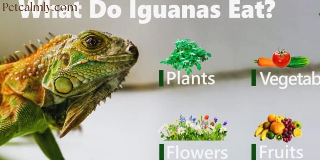 How to Care for Pet Iguana at Home