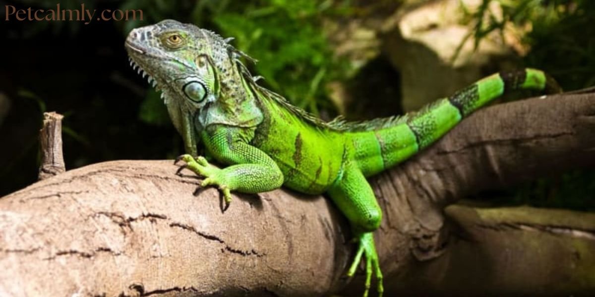 Ultimate Guide: How to Care for Pet Iguana at Home (2026)