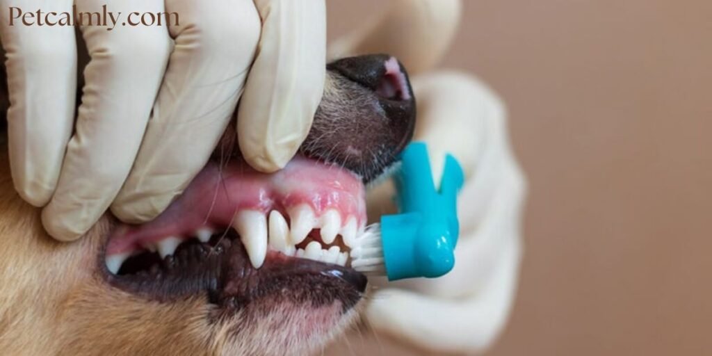 How to Clean Dog's Teeth at Home Without a Vet Dentist