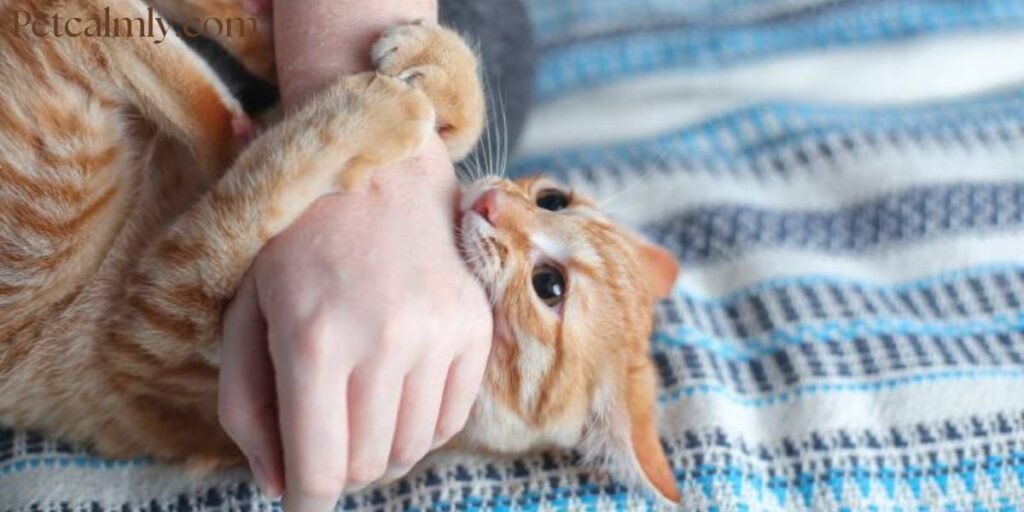 How to Help Your Cat Adjust to a New Home