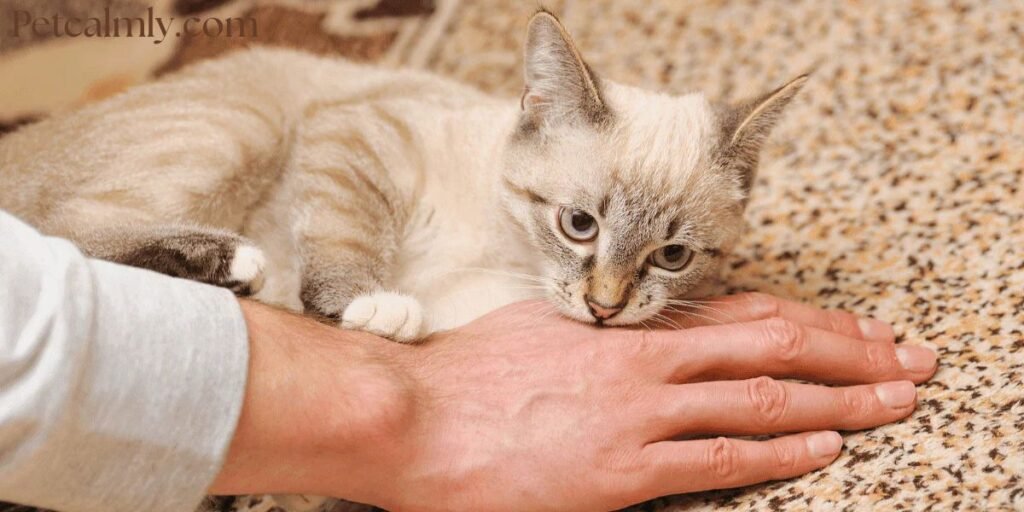 How to Stop Cat from Biting When Petting