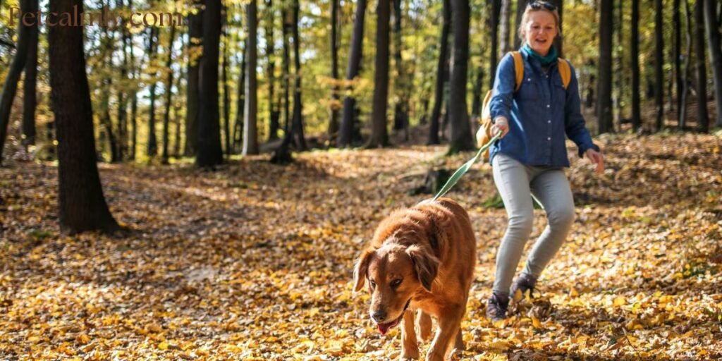 How to Stop Dog From Pulling On Leash When Walking