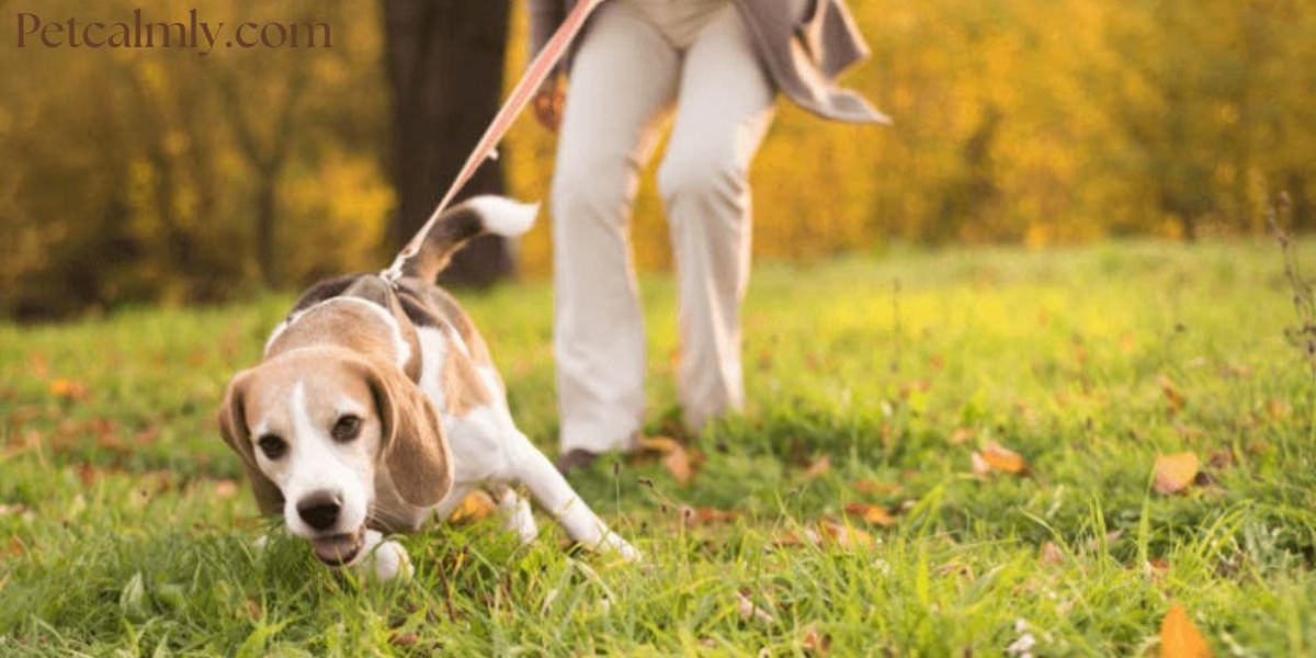 How to Stop Dog From Pulling On Leash When Walking: (Fast & Gentle Methods)