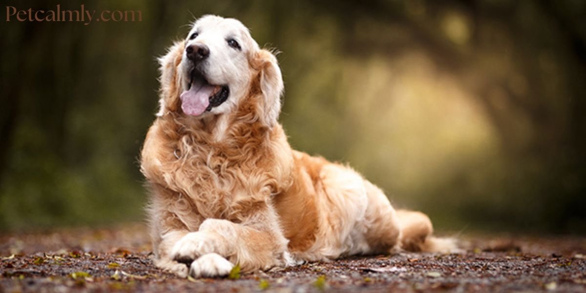 Senior Dog Anxiety at Night: Causes & Fast Fixes 2026