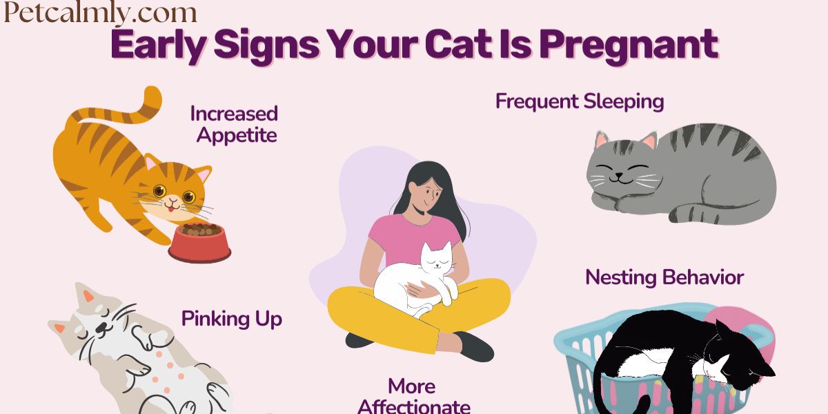 What Are the First Signs of Cat Pregnancy? Main 10–12 Signs - Petcalmly.com