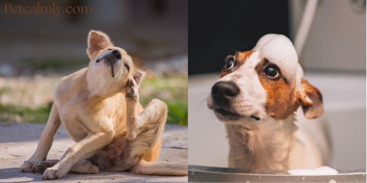 What Kills Fleas on Dogs Instantly Naturally: Proven 6 Remedies