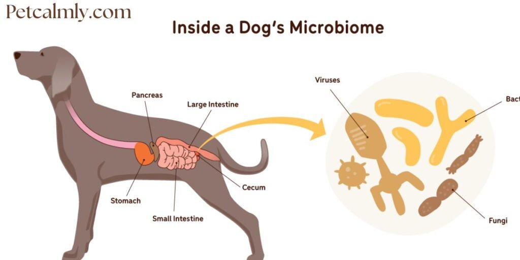 What is the Dog Gut Microbiome?