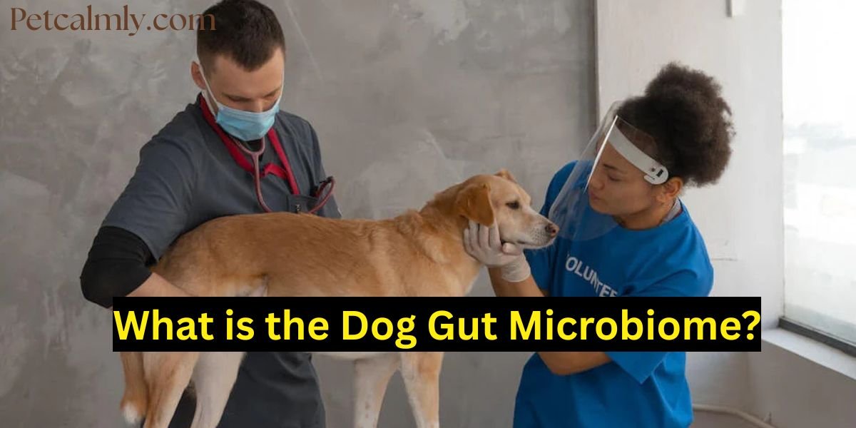 What is the Dog Gut Microbiome?