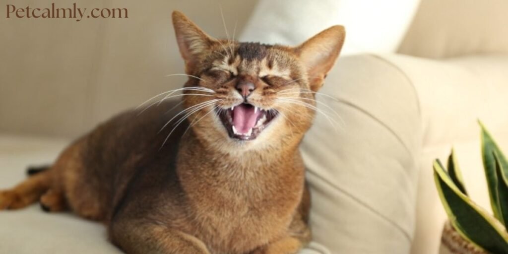 Why Does My Cat Lick My Nose So Much