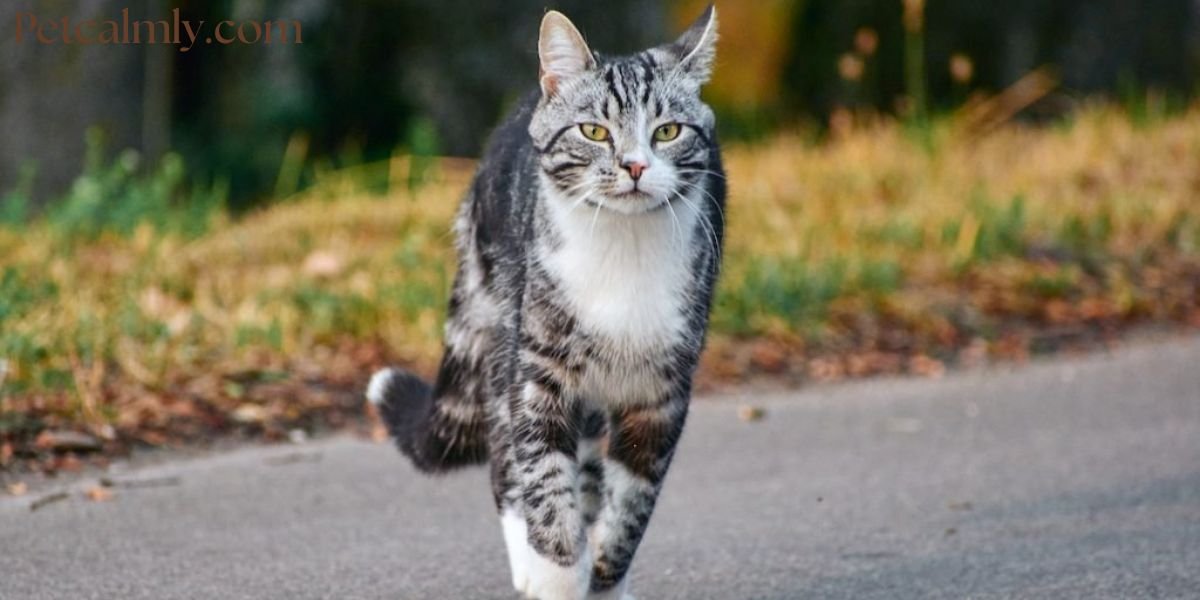 Why Does My Cat Run Away From Me When I Walk By: Vet Insights