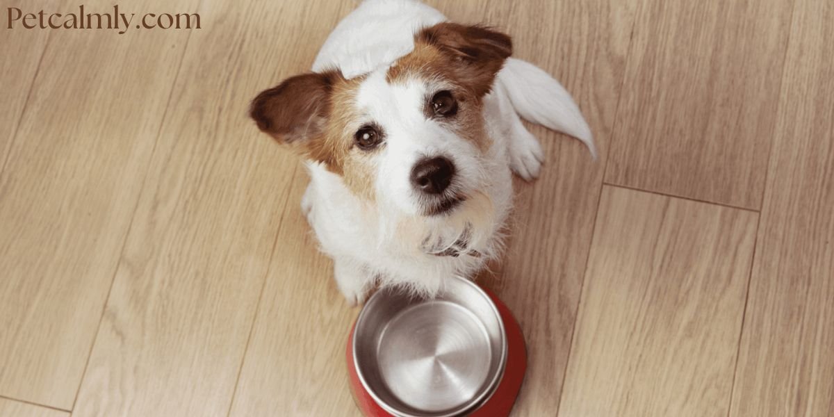 Why Is My Dog Always Hungry? Vet Answers With 4 Reasons