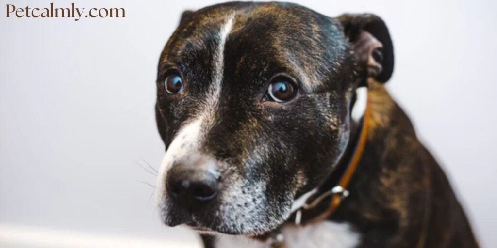 Why Is My Dog Suddenly Scared of Everything